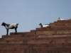 indien_02_agra_578_small.jpg