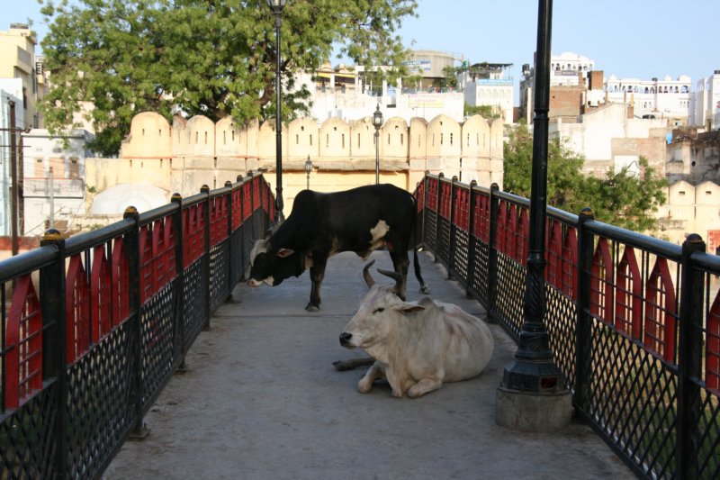 indien_09_udaipur_497.jpg